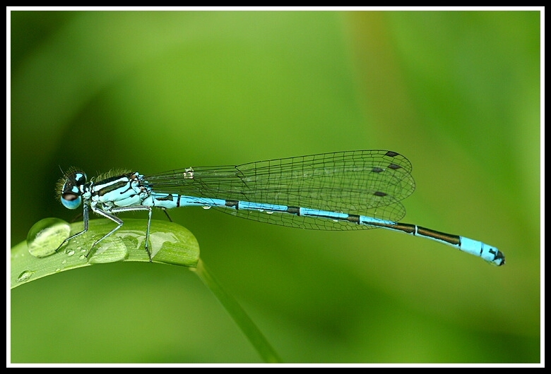 Image of Azure Bluet