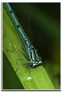 Imagem de Coenagrion puella (Linnaeus 1758)