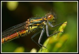 Image of Large Red Damsel