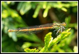 Image of Large Red Damsel