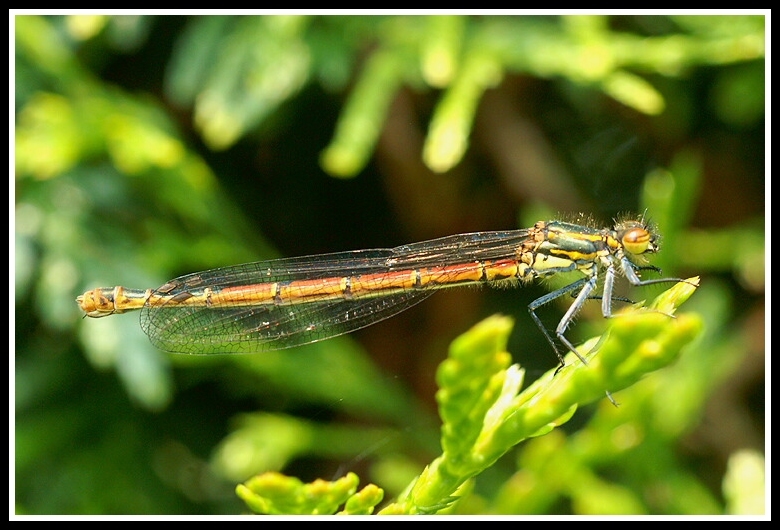 Image of Large Red Damsel