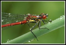 Image of Large Red Damsel