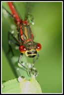 Image of Large Red Damsel