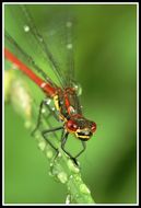 Image of Large Red Damsel