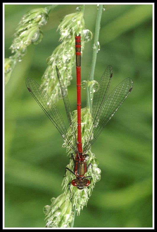 Image of Large Red Damsel