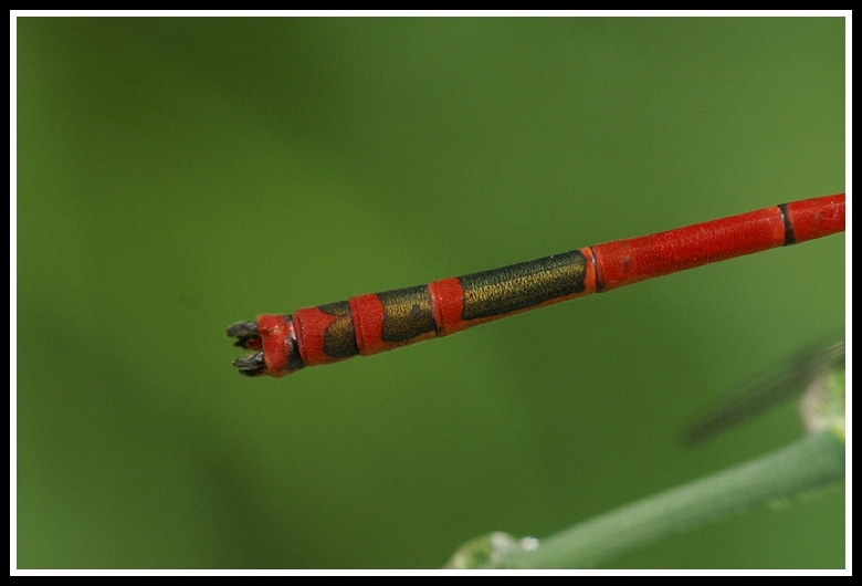 Image of Large Red Damsel