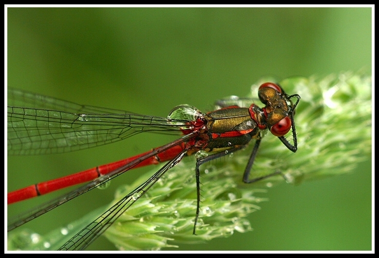 Image of Large Red Damsel