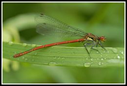 Image of Large Red Damsel