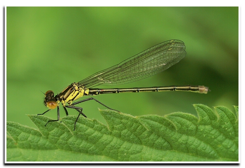 Image of Large Red Damsel