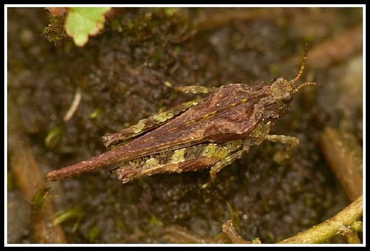 Image of ceperos ground-hopper