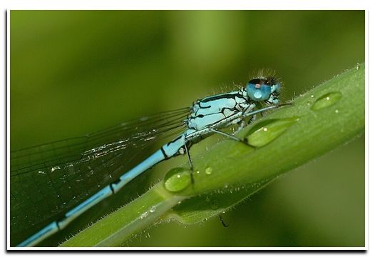 Image of Azure Bluet