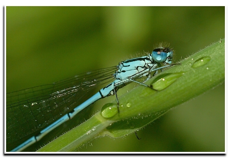 Imagem de Coenagrion puella (Linnaeus 1758)