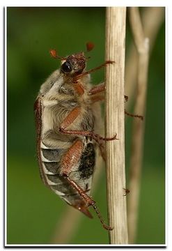 Image of Common cockchafer