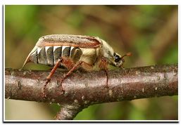 Image of Common cockchafer