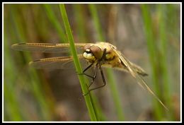 Imagem de Libellula quadrimaculata Linnaeus 1758