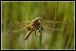 Imagem de Libellula quadrimaculata Linnaeus 1758