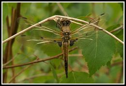 Image of Four-spotted Chaser