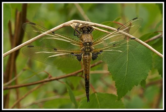 Image of Four-spotted Chaser