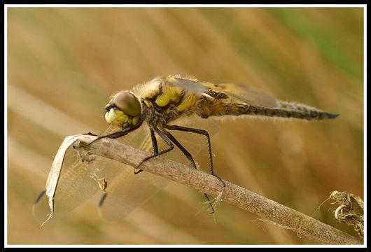 Image of Four-spotted Chaser