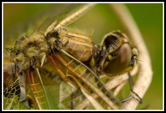 Image of Four-spotted Chaser