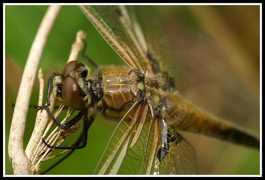 Image of Four-spotted Chaser