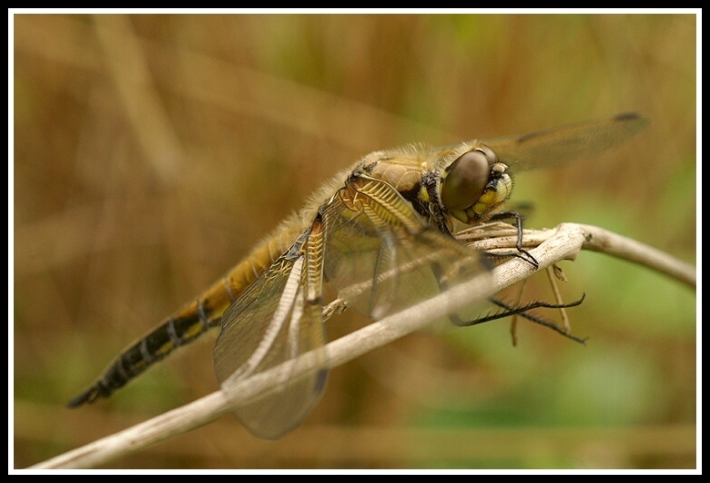 Image of Four-spotted Chaser