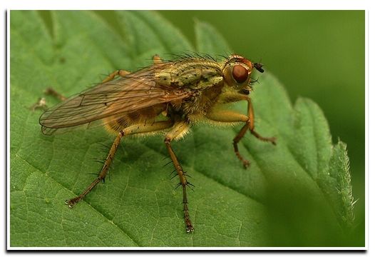 Слика од Scathophaga stercoraria (Linnaeus 1758)