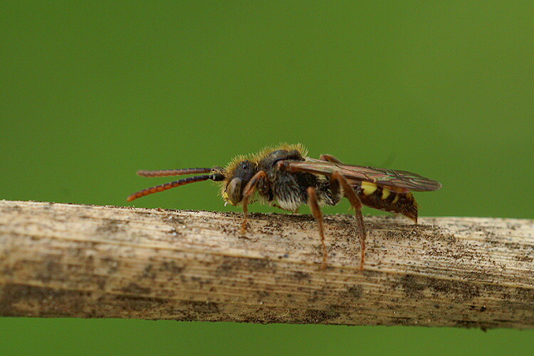 Image of Nomad Bees