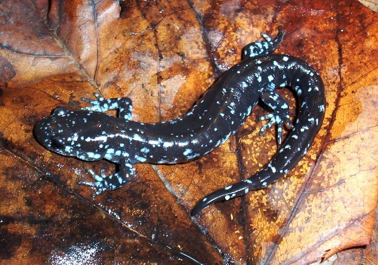 Слика од Ambystoma laterale Hallowell 1856