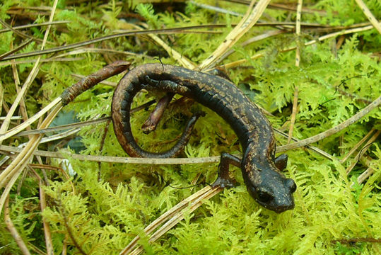 Image of Bolitoglossa rostrata (Brocchi 1883)