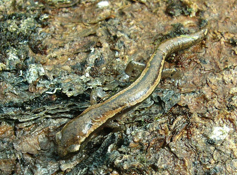 Image of Bolitoglossa rostrata (Brocchi 1883)