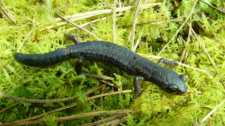 Image of Bolitoglossa hartwegi Wake & Brame 1969