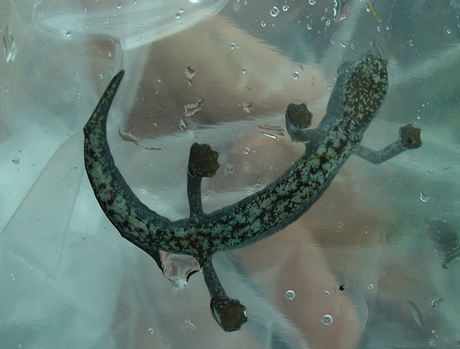 Image of Bolitoglossa hartwegi Wake & Brame 1969