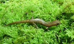 Image of Common Dwarf Salamander