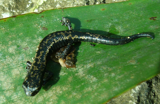 Image of Bolitoglossa franklini (Schmidt 1936)