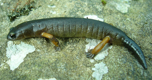 Image of Bolitoglossa flavimembris (Schmidt 1936)