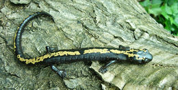 Image of Müller's Mushroomtongue Salamander