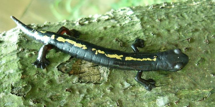 Image of Müller's Mushroomtongue Salamander