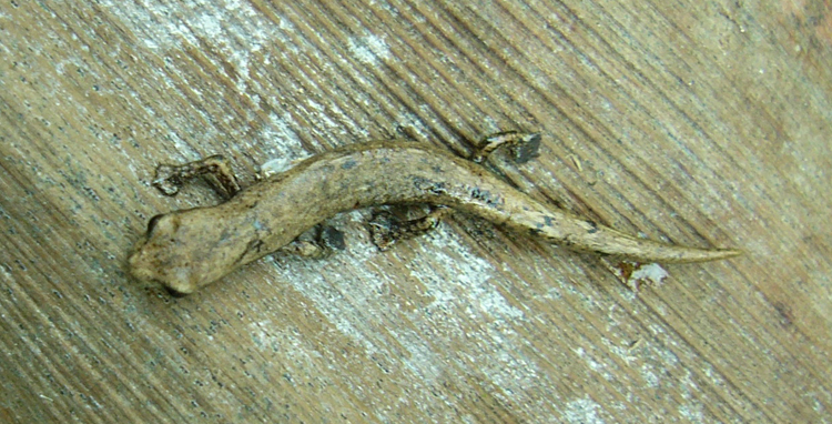 Image of Common Dwarf Salamander