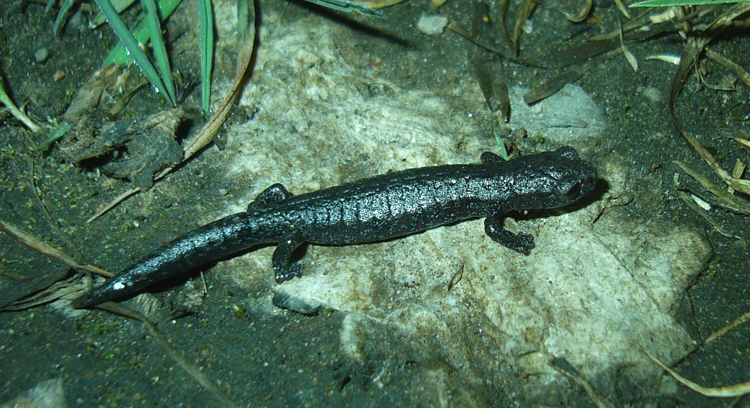 Image of Bolitoglossa morio (Cope 1869)