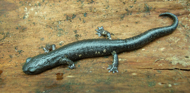 Image of Bolitoglossa morio (Cope 1869)