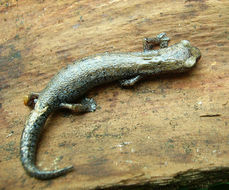 Image of Bolitoglossa hartwegi Wake & Brame 1969