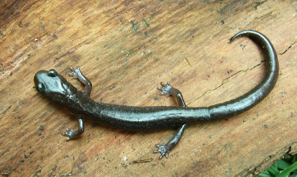 Image of Pseudoeurycea rex (Dunn 1921)