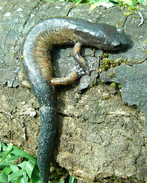 Image of Bolitoglossa morio (Cope 1869)