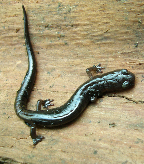 Image of Pseudoeurycea rex (Dunn 1921)