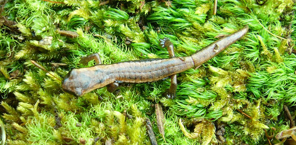 Sivun Bolitoglossa rostrata (Brocchi 1883) kuva