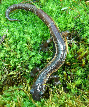 Imagem de Bolitoglossa rostrata (Brocchi 1883)