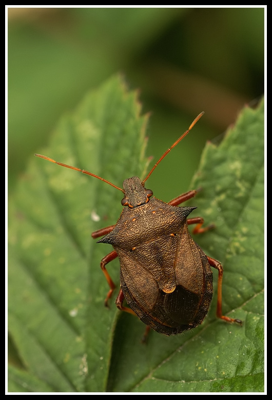 Picromerus bidens (Linnaeus 1758) resmi