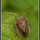 Image of Piezodorus lituratus (Fabricius 1794)