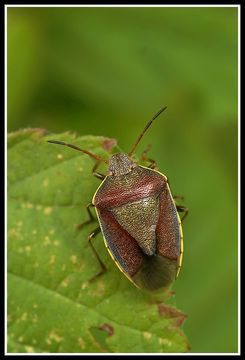 Image of Piezodorus lituratus (Fabricius 1794)